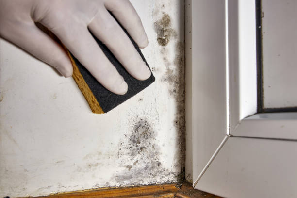 Best Real Estate Mold Inspection  in Adamsville, TN